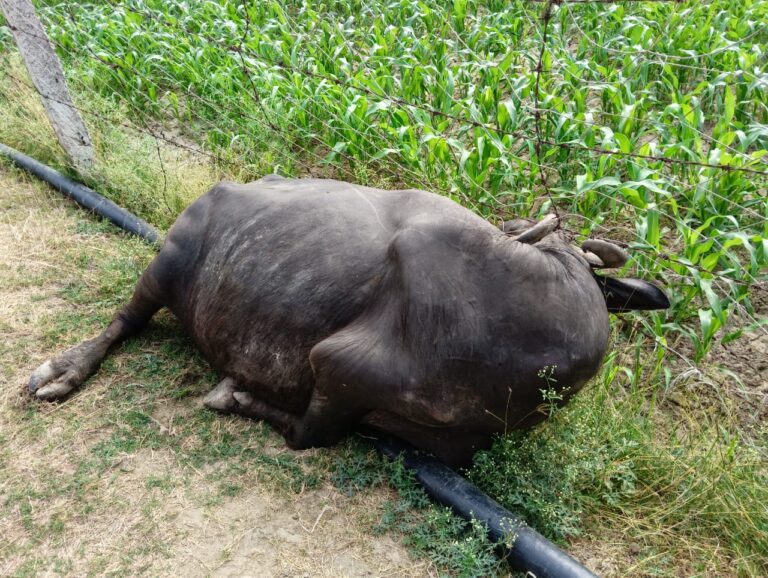 खेत के चारों तरफ घेरे कटीले तार के लगाये करंट की चपेट में आने से भैंस की हुई मौत,बाल बाल बचा चरवाहा