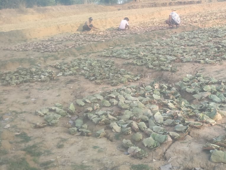 Chandauli News:तेंदू पत्ता सूखा नहीं,उम्मीदें सूख गई- मजदूरी का इंतजार करती आंखें