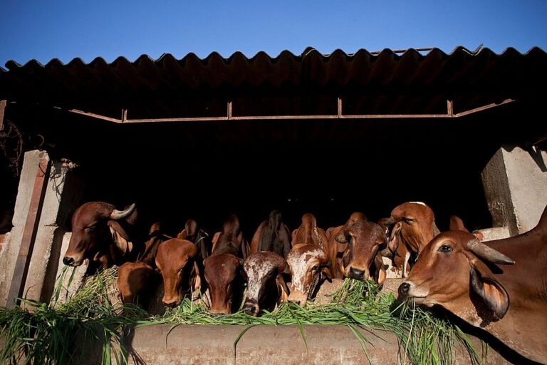 योगी सरकार ने गोवंशों को धूप और गर्मी से बचाने के किए इंतज़ाम