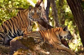 बाघ, तेंदुओं और अन्य हिंसक पशुओं से बचाव के लिए प्रदेश में बन रहे हैं, रेस्क्यू सेंटर