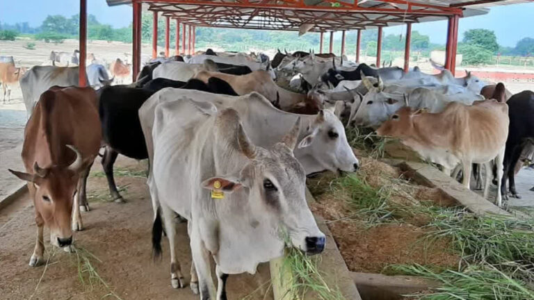 किसान गोद ले सकेंगे 1 से 4 गोवंश, बनेंगे कैटल शेड और लगेंगी स्मॉल बायोगैस यूनिटें
