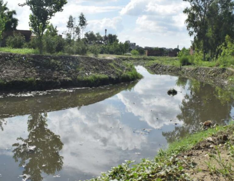 60 साल में पहली बार नाहल नदी से 75 किमी क्षेत्र में आई हरियाली