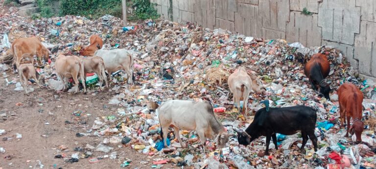 नगर निगम की लापरवाही , महा पुरुषो का होरहा अपमान  लालबहादुर शास्त्री के मूर्ति के पास लगा कूड़े का अम्बार