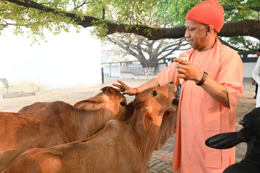 गोरखपुर गौशाला में बछड़ों को गुड़ खिलाकर अबीर लगाया  मुख्यमंत्री  ने।