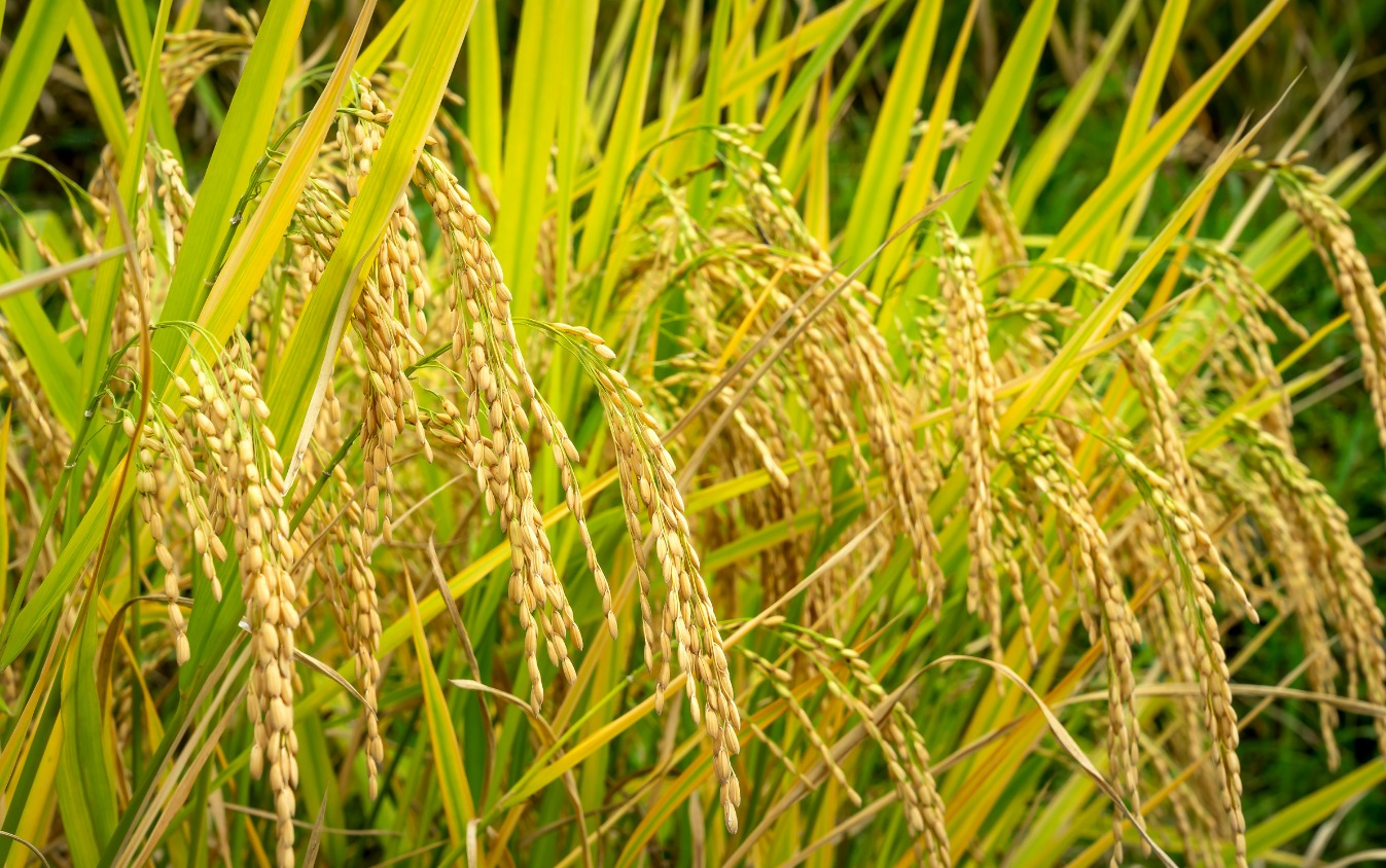 आइसार्क में धान नीतियों पर उच्च स्तरीय नीति संवाद का होने जा रहा आयोजन