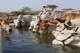 गोसंरक्षण स्पेशल स्टोरी ‘गो संरक्षण मिशन’ में शामिल होंगी ग्रामीण महिलाएं और किसान उत्पादक संगठन