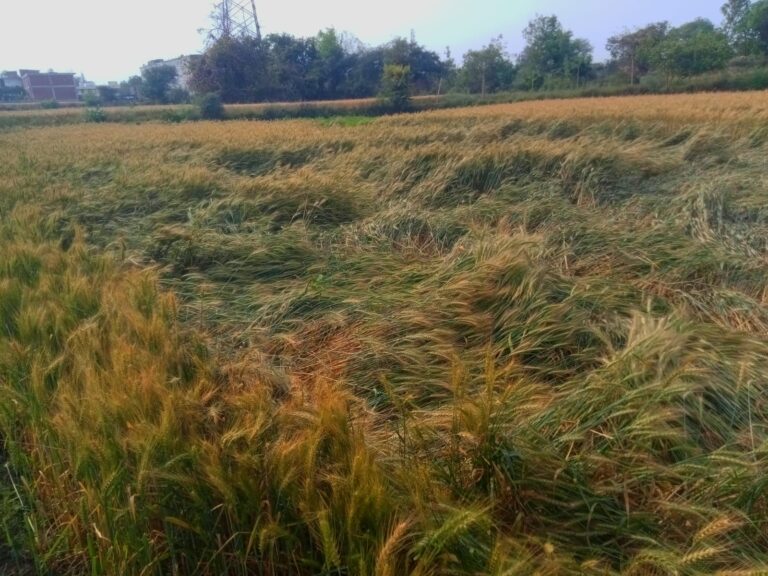 तेज हवा के साथ हुई बारिश से किसानों में दौड़ी चिंता की लहर