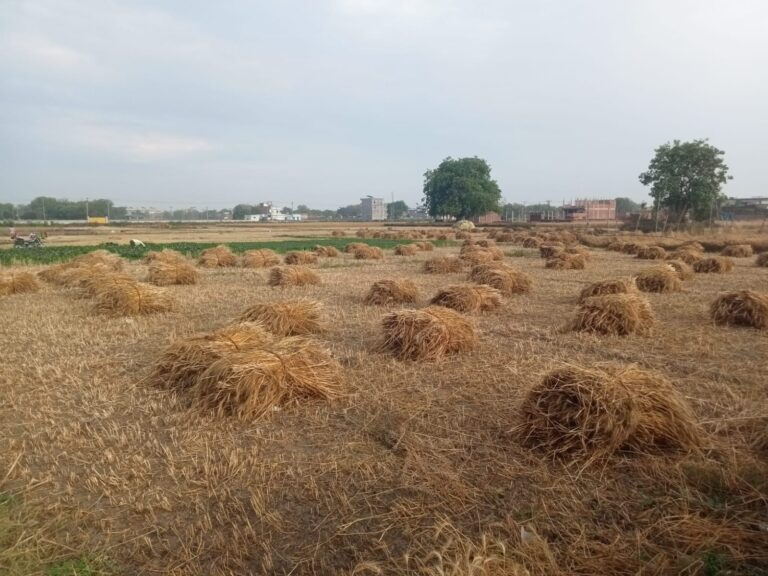 तेज हवा के साथ हुई बारिश से गेहूं की कटाई ठप,चिंतित हुए किसान