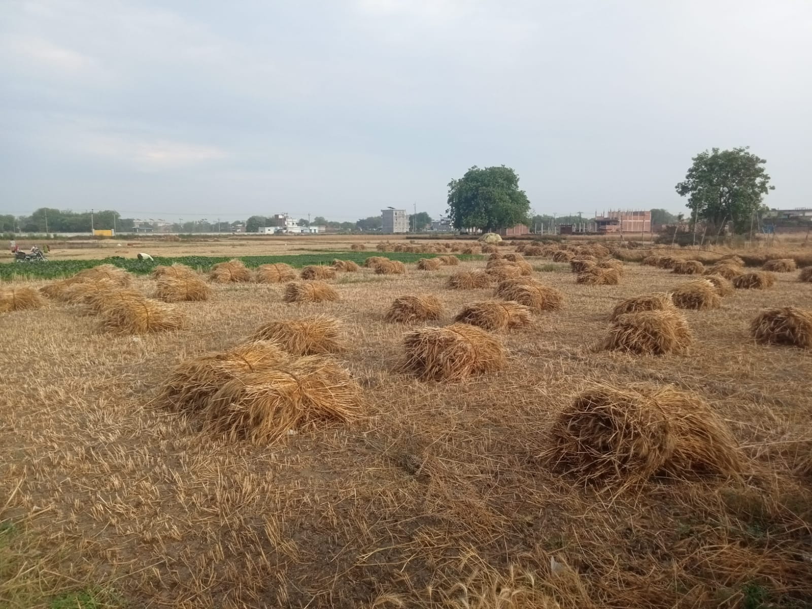 तेज हवा के साथ हुई बारिश से गेहूं की कटाई ठप,चिंतित हुए किसान