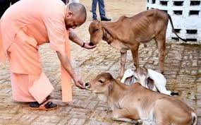 यूपी में ‘ऑपरेशन-4’: स्वदेशी गायों से डेयरी सेक्टर में बड़ा बदलाव, गो पालन पर 50% तक सब्सिडी