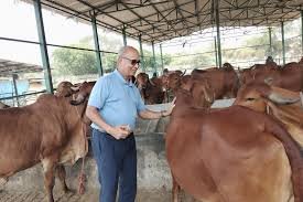 राष्ट्रशक्ति और आर्थिक समृद्धि का नया मॉडल बन रहा गो संरक्षण
