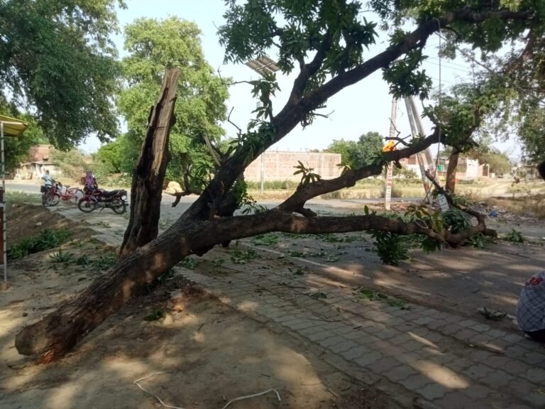 तेज आंधी तूफान से पंचकोशी रोड पर गिरा आम का पेड़,आवागमन बाधित